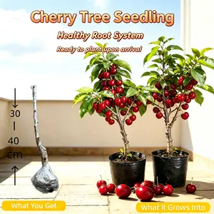 Live Cherry Saplings - Easy Maintenance Novice-friendly fruit tree saplings with healthy roots, suitable for indoor and outdoor garden decoration, single plant package