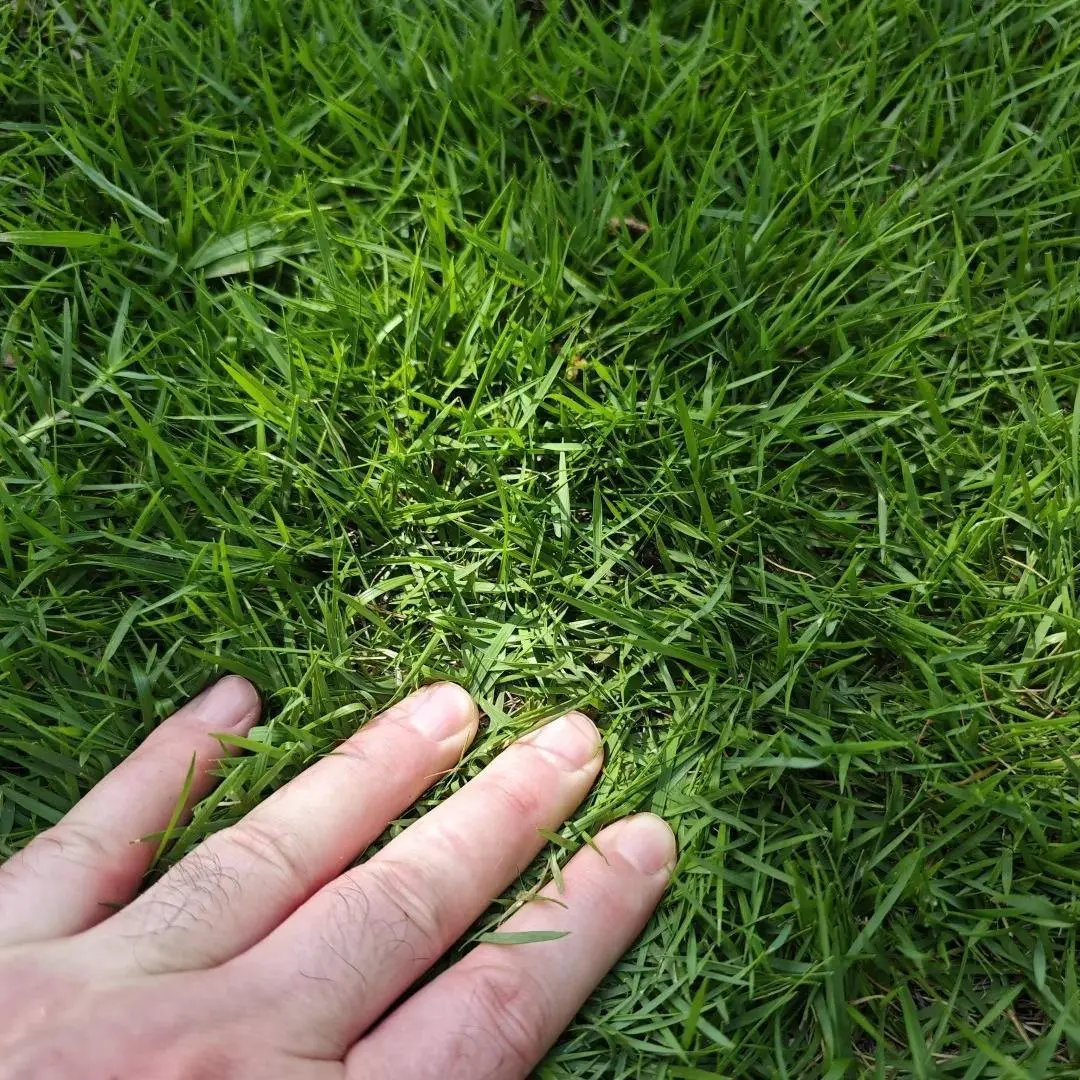 5000 Zoysia Grass Seeds Pack – Ideal for Lawn Repair, Overseeding, and Full Yard Growth – Durable, Soft, Green Turf Variety – Seeds Only