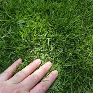 5000 Zoysia Grass Seeds Pack – Ideal for Lawn Repair, Overseeding, and Full Yard Growth – Durable, Soft, Green Turf Variety – Seeds Only