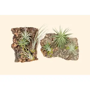 Fully Assembled Air Plant Cork Bark Displays - Multiple Sizes