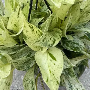6” pothos snow queen