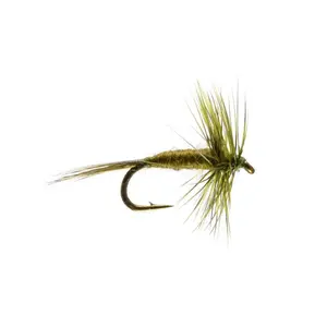 Olive Midge