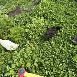 11LBS Non-GMO-Dried Worms for Chickens All Natural Dried Black Soldier Fly Larva Treats, Dried Meal Worms for Chickens, Hens, Birds... Dry Food  treats for chickens    fly larva   Feeding