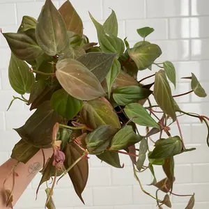 Philodendron Micans 4“