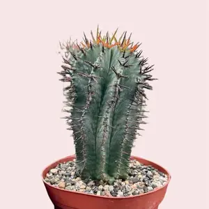Live Euphorbia Horrida Boiss Plant - Euphorbia Horrida Boiss Succulent Plant - 4 Inch Pot