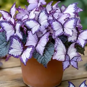 700Pcs Purple Hosta Seeds Stunning Perennial Beauty for Easy Outdoor Gardening