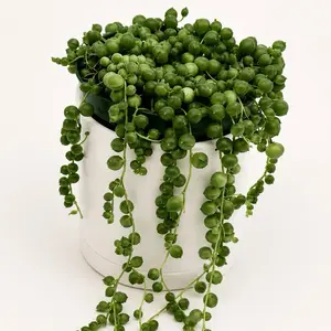 String of Pearls Live Plant, 4” Pot - Pet-Friendly, Easy-Care Trailing Indoor Houseplant for Home & Garden Use