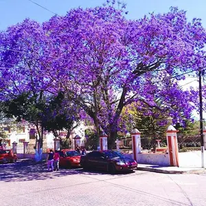 Blue Jacaranda Mimosifolia Seeds - 100 Fast Growing Ornamental Trees for Exotic Drought Tolerant Gardens with Eye-Catching Blue Blooms & Elegant Fern-Like Foliage