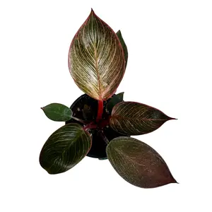 3” Philodendron Pink Birkin