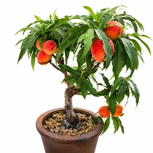 Organic Peach Tree Seedlings – Fast Growing, Easy to Grow, High Survival Rate, Sweet Juicy Fruits, Non-GMO, Perfect for Home Garden, Balcony, Outdoor Planting