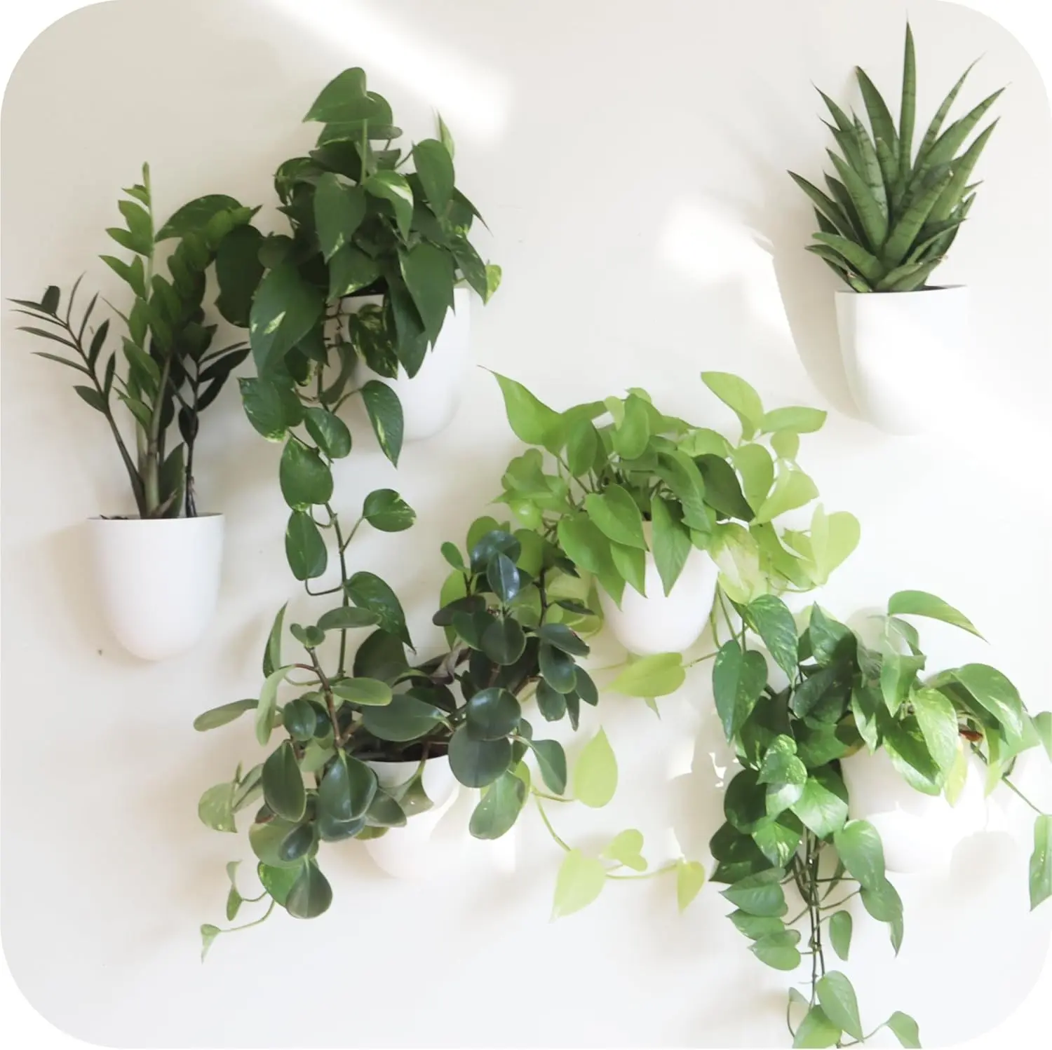 Classic - Self-Watering Wall Planters (6, White) - Easy to Water and Install - Lightweight - Design Your Own Vertical Garden - Wall Planters for Indoor Plants