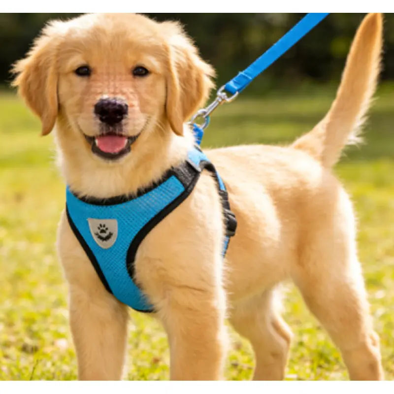 Dog Harness Leash with Reflective Mesh Fabric Pet Collar Breathable Chest Harness for Outdoor Walking Vest-style Dog Leash dog harness for small dogs