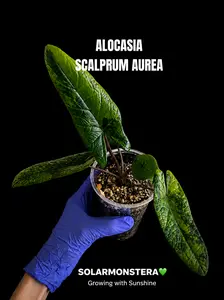 Alocasia Scalprum Aurea Tissue Culture in Gel