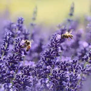1000 lavender seeds attract various pollinating insects to your garden