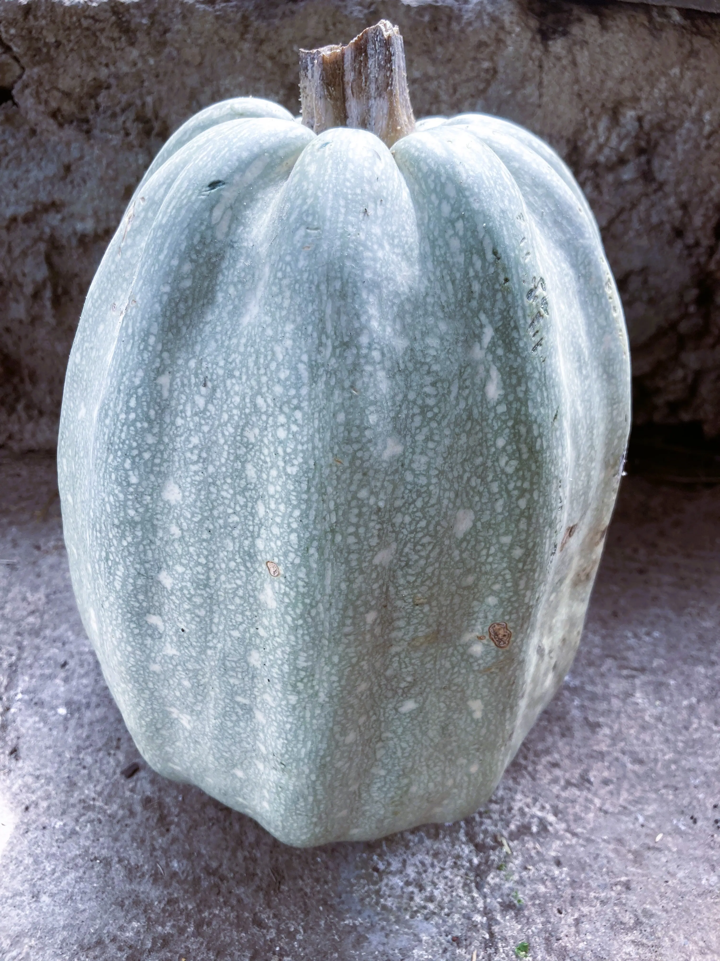 Long Gray Pepita Pumpkin Heirloom Garden Plant Seeds, 10 Rare Non-GMO Open-Pollinated Garden Seeds