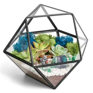 Creations by Nathalie 7” DIY Terrarium Kit – Geometric Glass, Live Succulents, Decorative Rocks, Moss, Crystals, Figurine, Tools & Supplies