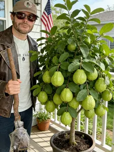 Guava Tree Sapling | Live Fruit Plant for Potted, Greenhouse & Outdoor Gardens | Easy to Grow, Fast Fruiting, Ideal for Home Gardeners & Fruit Tree Enthusiasts