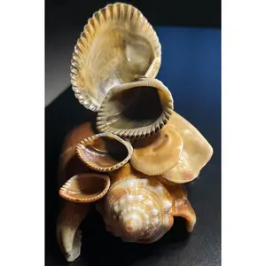 Authentic Cascading Shell Decor – Ring Holder