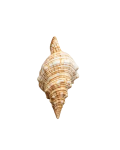 Sand-Ribbed Display Shells