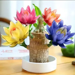 Brazilian Lucky tree,with base and mystery doll decorations, easy to plant in the home office to attracts wealth and wealth,lucky wood,Fortune tree,wooden decorative ornaments brazilian lucky wood