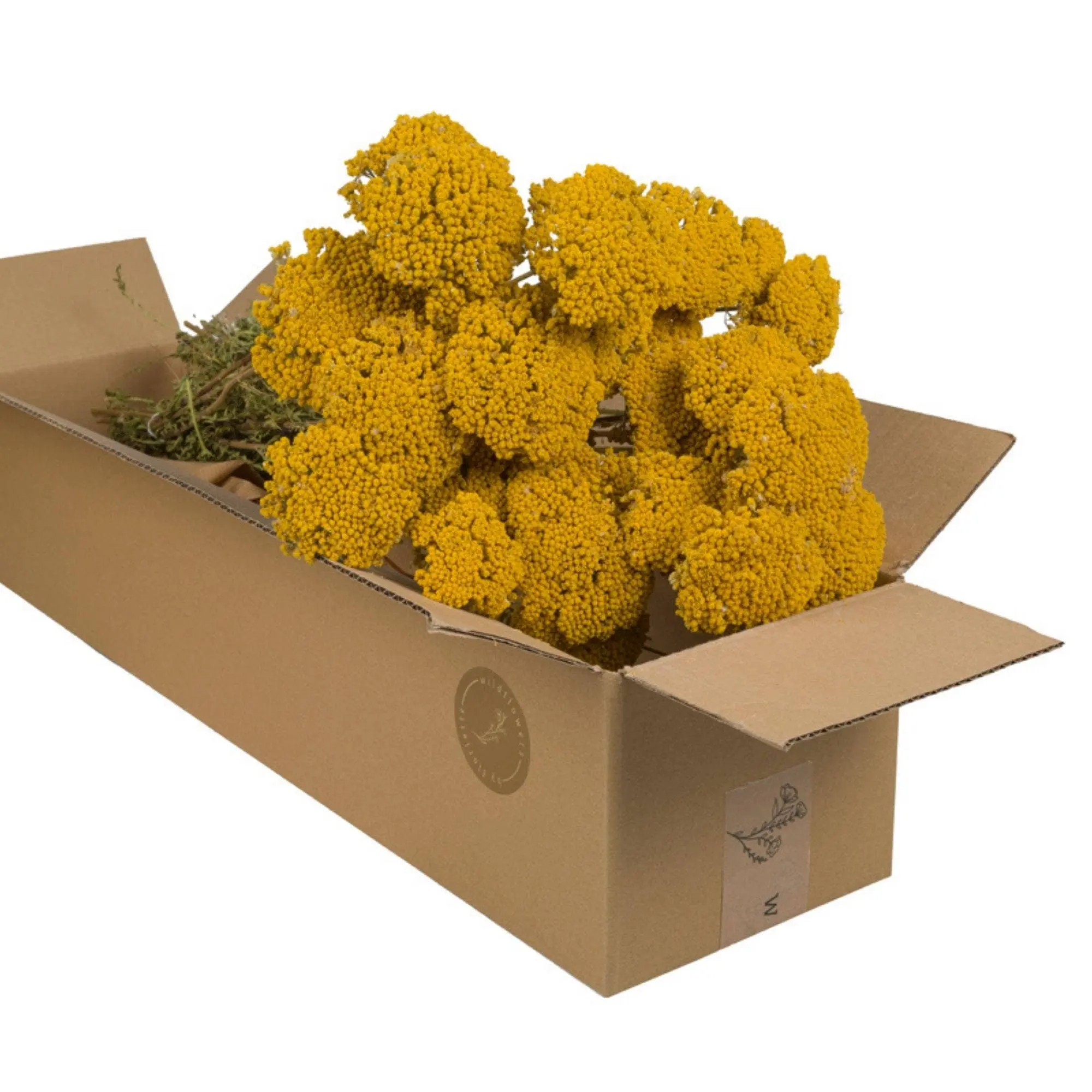 Dried Flowers - Achillea: Natural