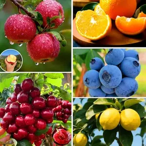 Mix Fruit Seeds Pack for Planting, 160pcs Lemon Orange Apple Blueberry Cherry Seeds, Non-GMO Sweet Edible Juicy Fruits Tree Plants in Your Home Garden