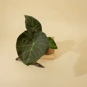 Alocasia Regal Shields – Indoor Live Plant, Elephant Ear-Shaped Leaves, Rare & Humidity-Loving Plant, Bright Light