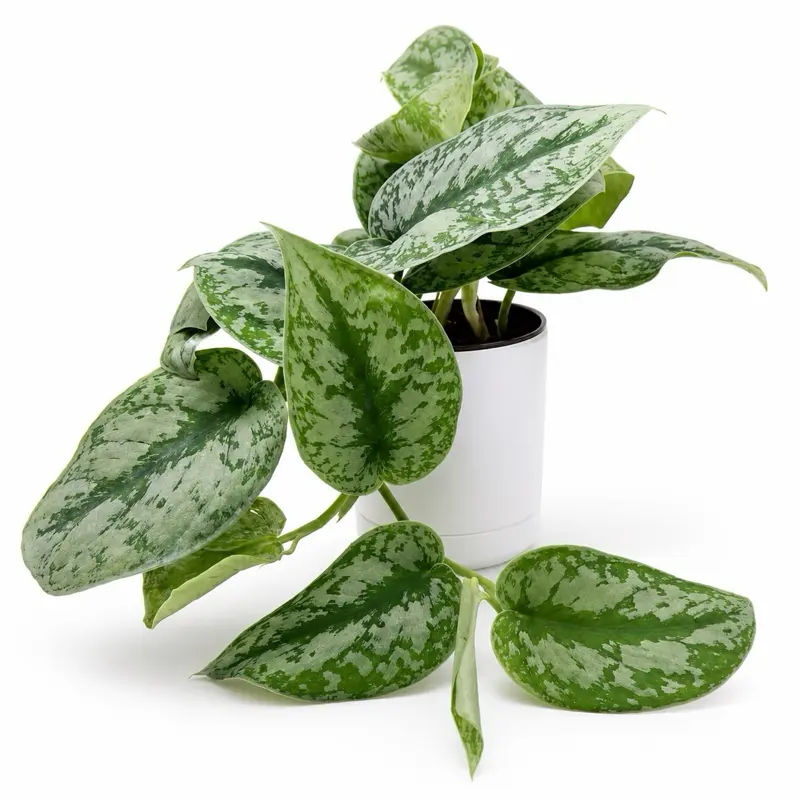 Silver pothos (Scindapsus exotica) 6" Pot - Stunning Unique Leaves, Easy Care, Air Purifying Houseplant for Beginners