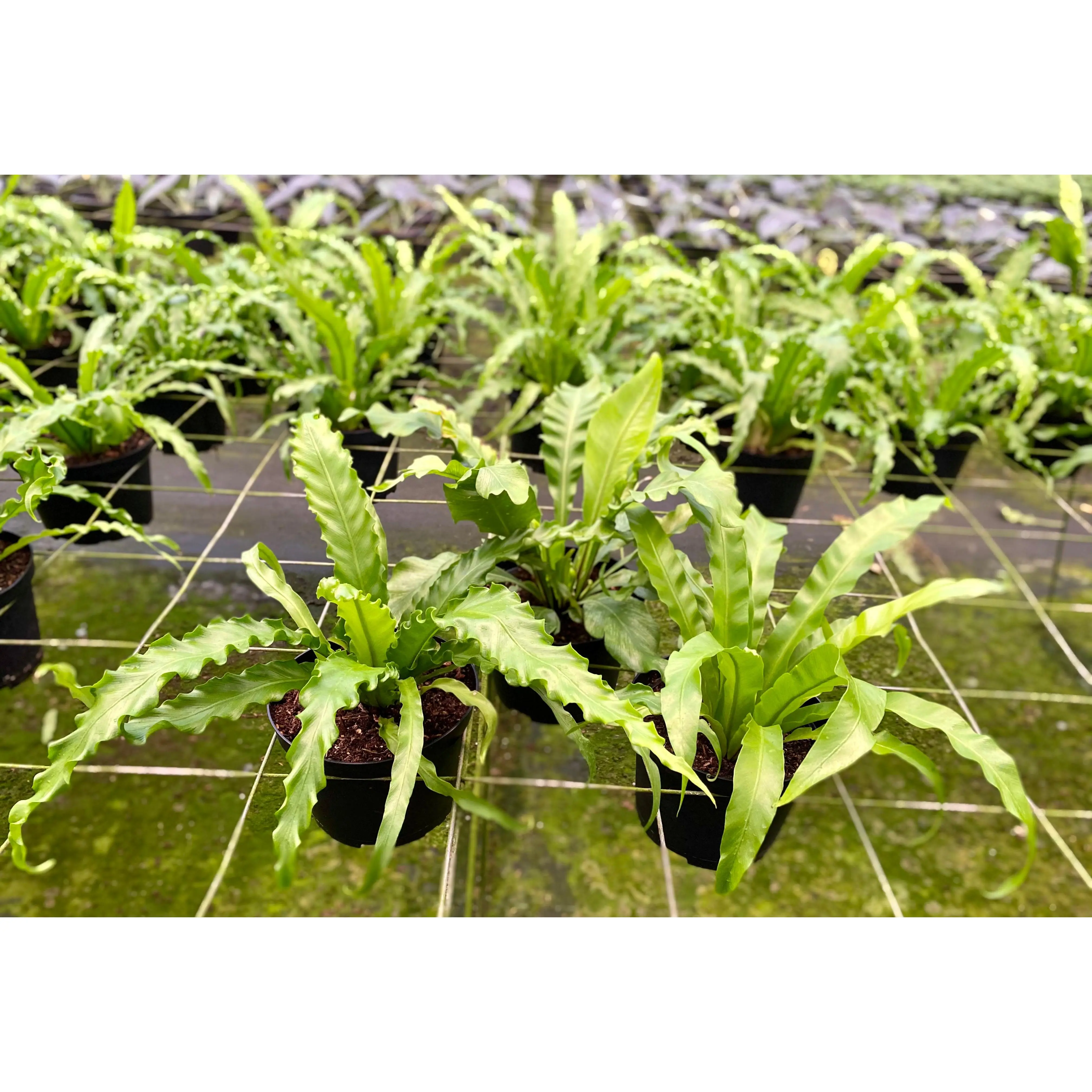 Birds Nest Fern Assortment - 3 Live Plants in 4 Inch Pots - Grower's Choice - Rare and Exotic Ferns from Florida - Beautiful Clean Air Indoor Outdoor Ferns