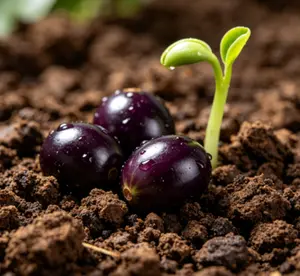 Jaboticaba Seeds for Container Gardening | Tree Grape Seeds for Indoor Balcony Planting | Tropical Fruit Seeds for Small Space Home Garden