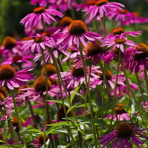 Coneflower (Echinacea Purpurea) Purple | Two Live Plants | Non-GMO, Hardy Flowering Perennial, Pollinator Favorite