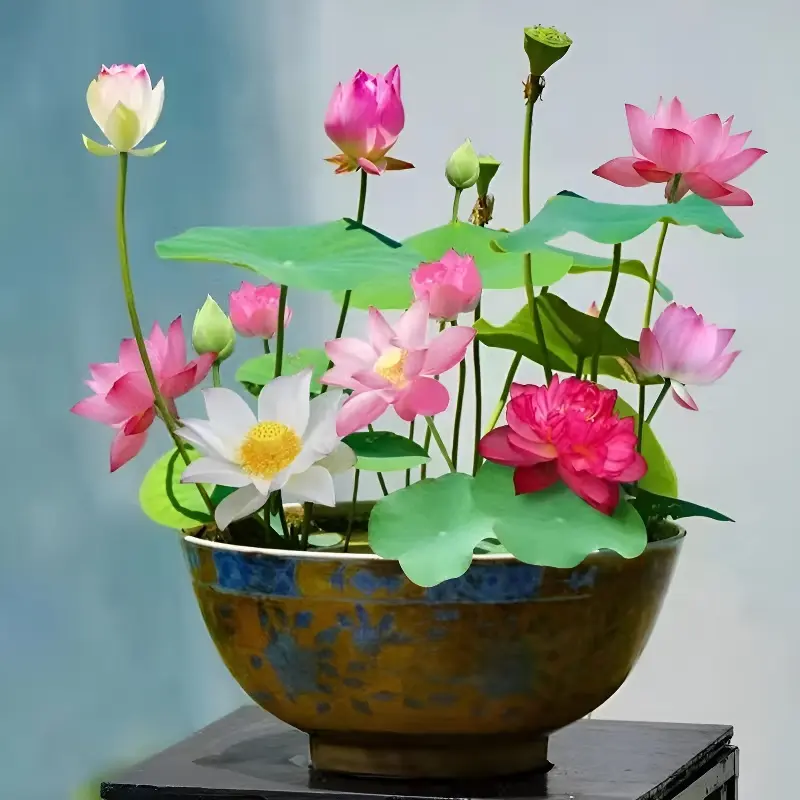 60 Pcs Mixed Bowl Lotus Water Lily Seeds, Beginner‑Friendly Aquatic Bonsai Flower Seeds for Bowl, Patio Pond & Home Water Garden, Non‑GMO