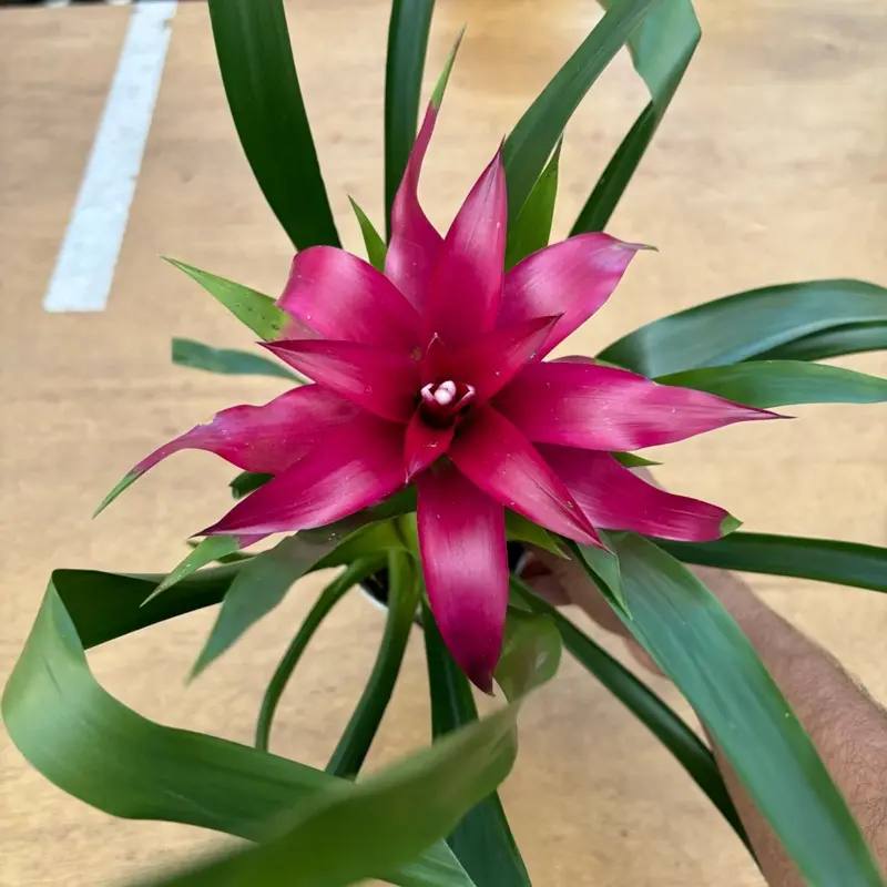New - Bromeliad Shiloh Purple - 4 Inch
