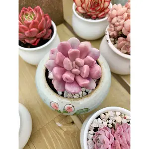 Graptoveria 'Topsy-Debbie' Cupid (deep pink) - April Farm/Rare Succulents