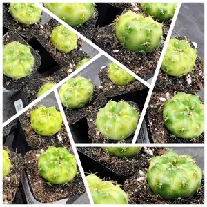 You Pick Live - Gymnocalycium Mihanovichii Green Mable Clone Cactus in a 2" Pot, Limited Availability, amazing items! from The Pioneer Nursery