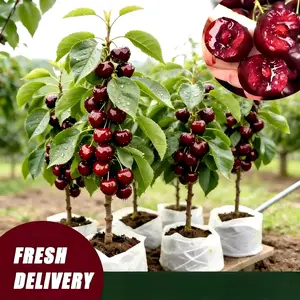 Live Cherry Tree Sapling – Dwarf Cherry Fruit Plant for Patio Pots, Balcony Garden & Backyard Orchard, Compact Mini Cherry Tree, Easy to Grow for Beginners