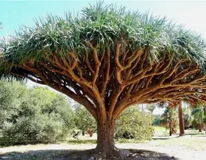 Dragon's Blood Tree, Dracaena draco rare Canary Island palm bonsai seed 10 SEEDS