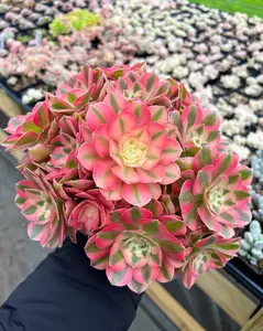 Rare Aeonium Pink Witch Succulent