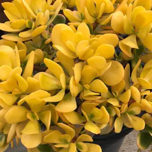 Cuttings - Crassula ovata 'Hummel's Sunset' - (2)