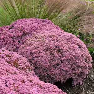 Rock 'N Round Pride and Joy Stonecrop Sedum