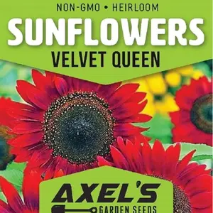 Red Velvet Queen 25 Sunflower Seeds - Non-GMO Heirloom Seeds for Planting - Garden Seed - Sunflower Gifts