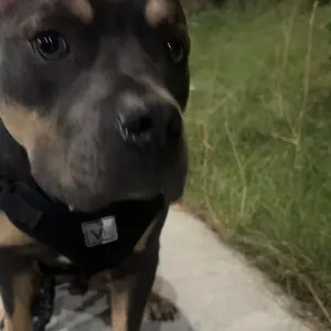 Product Review of iYoShop Hands Free Dog Leash with Zipper Pouch, Dual Padded Handles and Durable Bungee for Walking, Jogging and Running Your Dog from S**💕