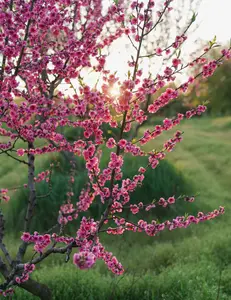 Bonfire Patio Peach Plant