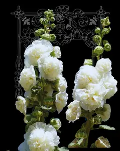 Charter's Double White Hollyhock