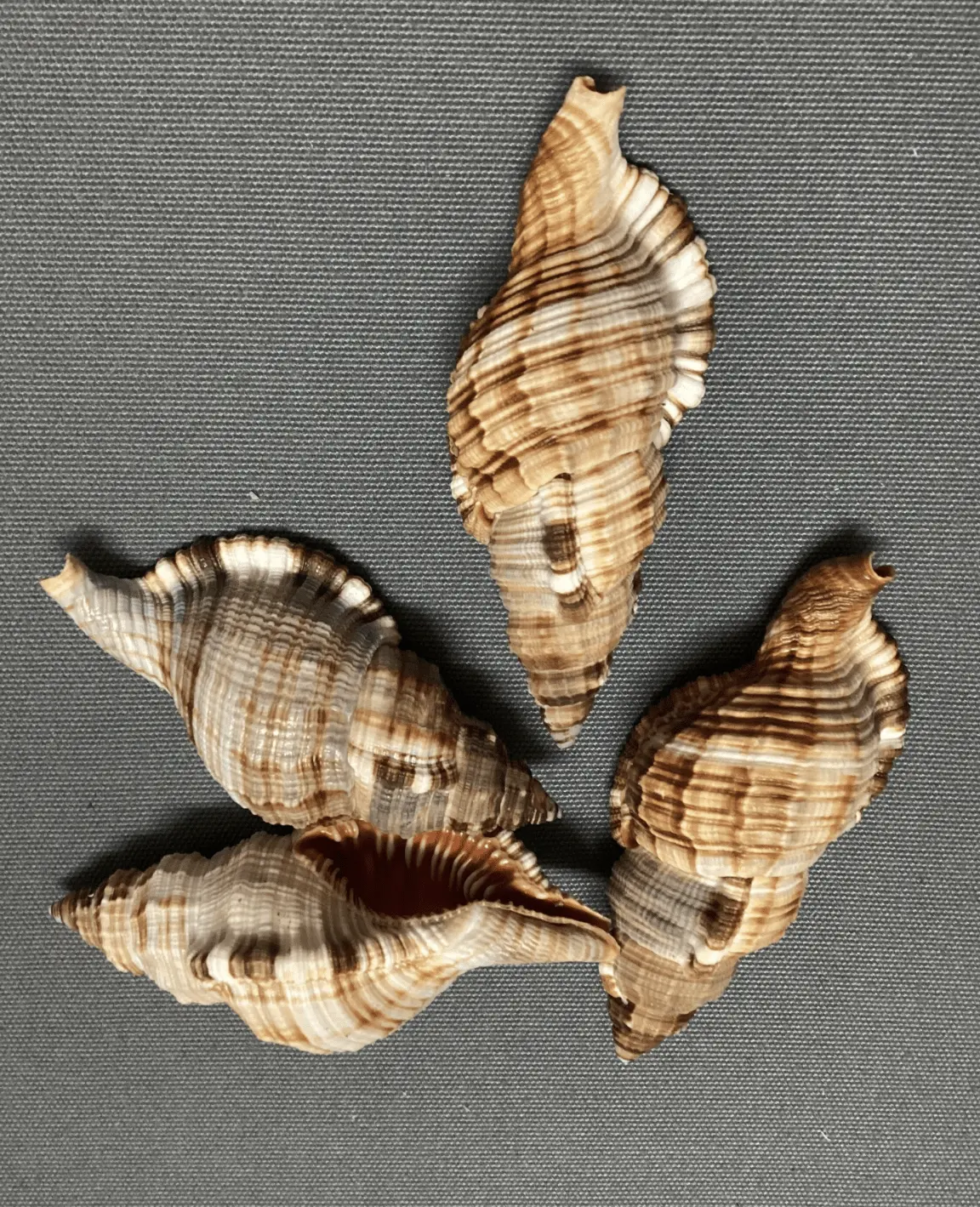 Common Triton Shell CYMATIUM PILEARE