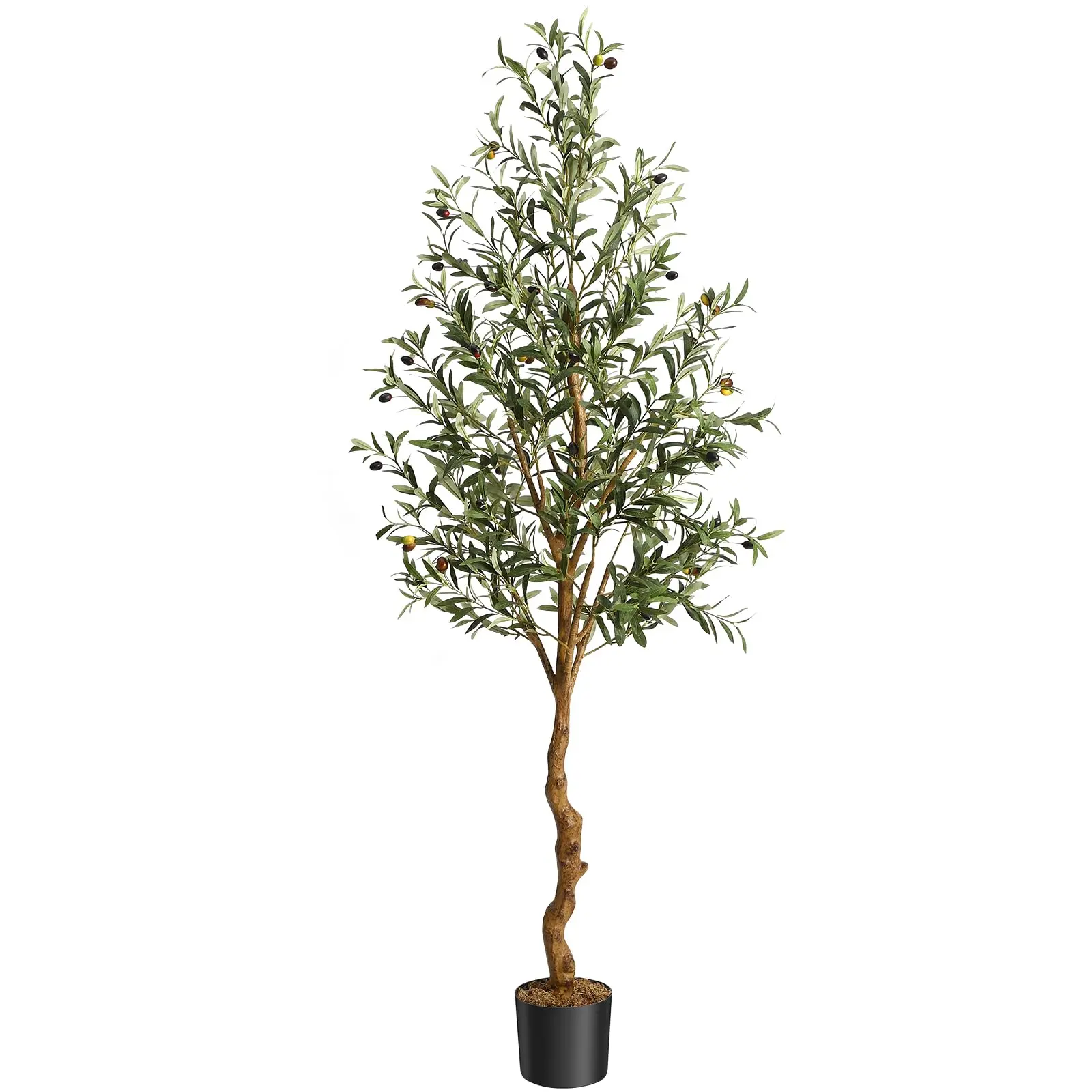 6 Ft Olive Tree
