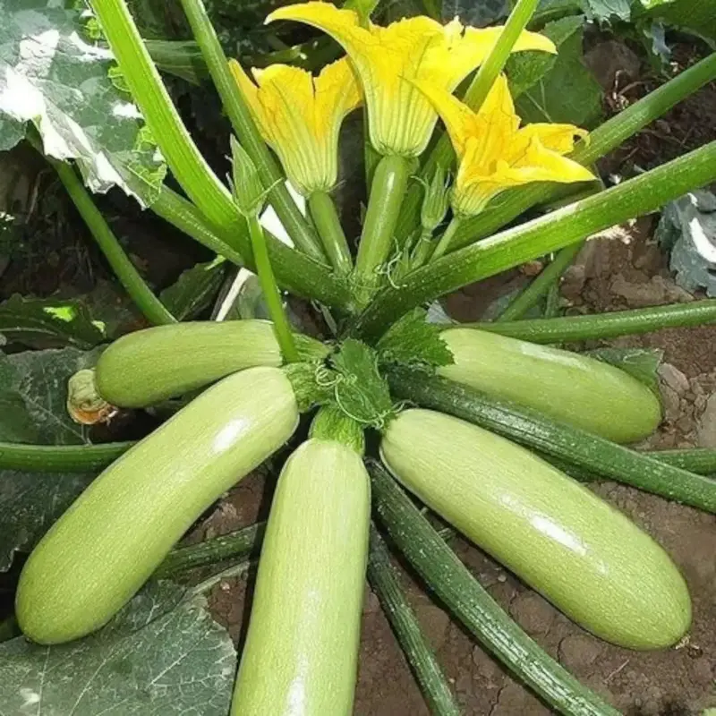 Green Cylindrical Zucchini Vegetable Seeds (30 Count) - Fast-Growing, High-Yielding Summer Squash for Home Gardeners, Full Sun Outdoor Beds (24-36 in), Early Harvest, Smooth Skin, Tender Flesh for Baking, Grilling
