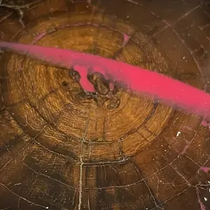 Mammoth Crosscut Tusk Disc Knife Handle Material