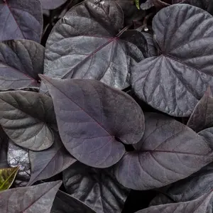 Proven Accents® Sweet Caroline Sweetheart Jet Black Sweet Potato Vine