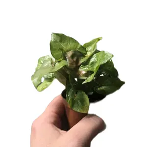 Syngonium Dark Green and Pink House Plant - Live Plant for Indoor Garden